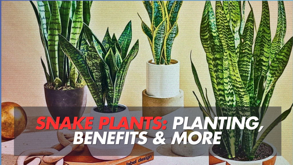 The Ultimate Guide to Snake Plants: Planting, Care, and Benefits