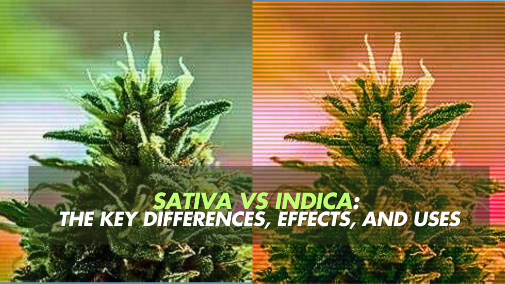 Sativa vs Indica: the Key Differences, Effects, and Uses