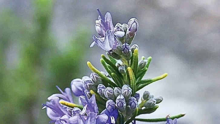 Rosemary the Herb: A Comprehensive Guide to Its Benefits, Uses, and More