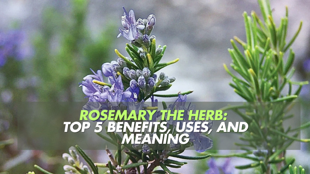 Rosemary the Herb: A Comprehensive Guide to Its Benefits, Uses, and Meaning