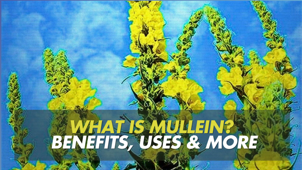 The Ultimate Guide to Mullein: Benefits, Uses, and How to Harness Its Power